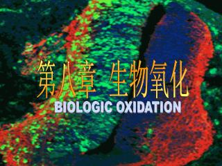 第八章 生物氧化