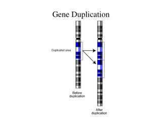 PPT - Gene Duplication PowerPoint Presentation, free download - ID:641837