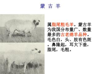 蒙 古 羊