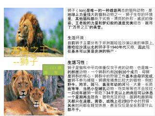 万兽 之 王 - - 狮子