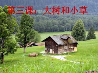 第三课：大树和小草