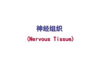神经组织 (Nervous Tissue)
