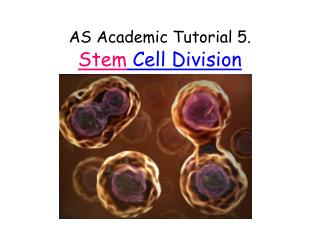 AS Academic Tutorial 5. Stem Cell Division