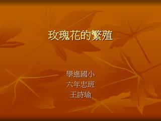 玫瑰花的繁殖