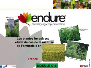Les plantes invasives: étude de cas de la maîtrise de l’ambroisie en France France