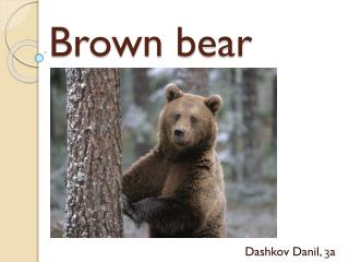 Brown bear