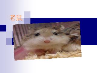 楓葉鼠