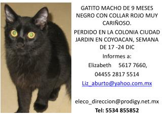 GATITO MACHO DE 9 MESES NEGRO CON COLLAR ROJO MUY CARIÑOSO.