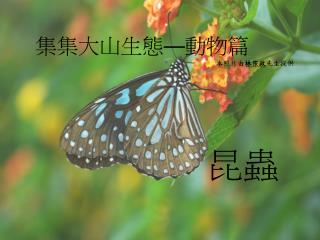 集集大山生態 — 動物篇