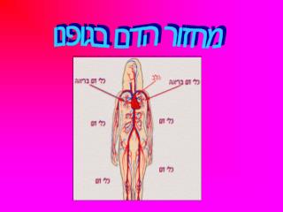 מחזור הדם בגופנו