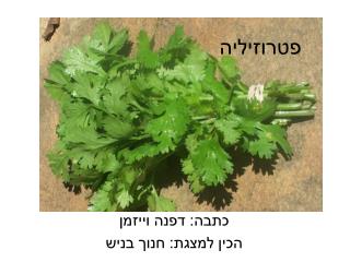 פטרוזיליה