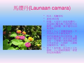 馬纓丹 (Launaan camara)