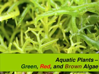 Aquatic Plants – Green , Red , and Brown Algae
