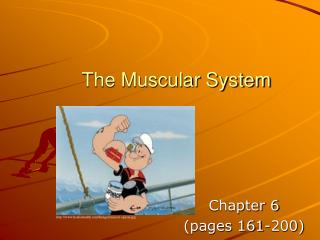 The Muscular System
