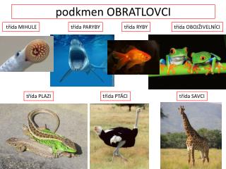 podkmen OBRATLOVCI