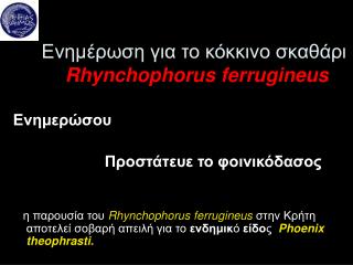Ενημέρωση για το κόκκινο σκαθάρι Rhynchophorus ferrugineus