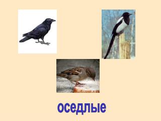 оседлые