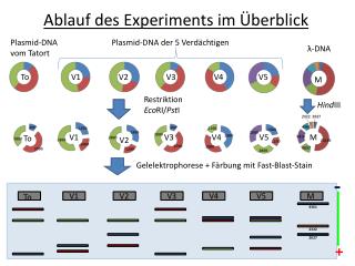 Ablauf des Experiments im Überblick