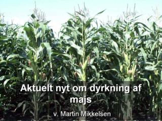 Aktuelt nyt om majs