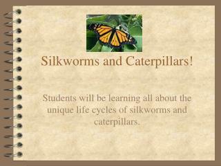 Silkworms and Caterpillars!