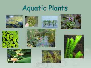 Aquatic Plants