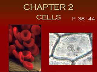 CHAPTER 2 cells