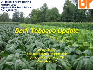 Dark Tobacco Update