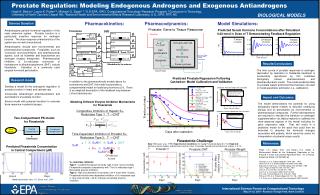 Prostate Regulation: Modeling Endogenous Androgens and Exogenous Antiandrogens