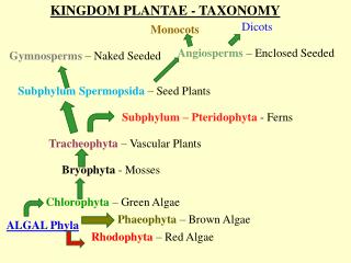 KINGDOM PLANTAE - TAXONOMY