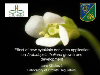 Effect of new cytokinin derivates application on Arabidopsis thaliana growth and development