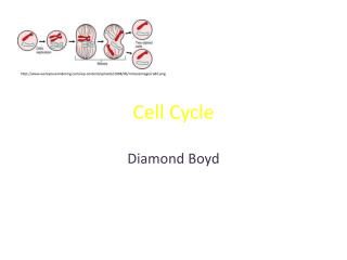 Cell Cycle