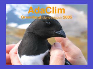 AdaClim