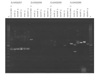 EcGAS2257