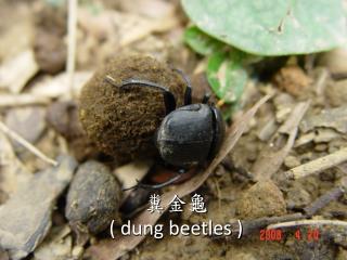 糞金龜 ( dung beetles )