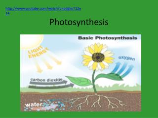 Photosynthesis