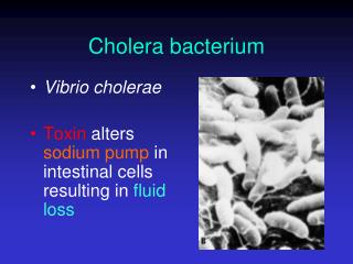 Cholera bacterium