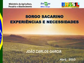 SORGO SACARINO EXPERIÊNCIAS E NECESSIDADES