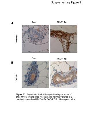 Supplementary Figure 3