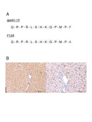 apelin-13