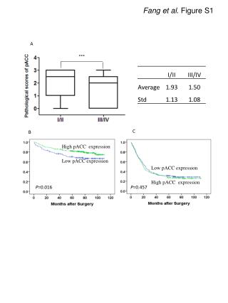 High pACC expression