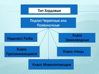 Подтип Черепные или Позвоночные