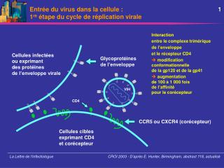 Entrée du virus dans la cellule : 1 re étape du cycle de réplication virale