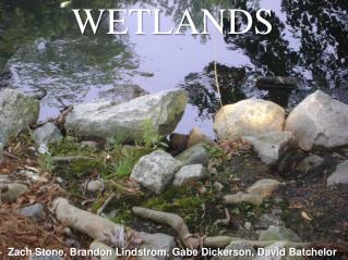 WETLANDS