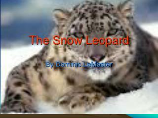 The Snow Leopard