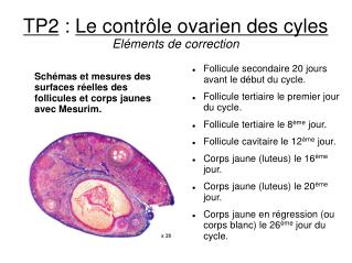 TP2 : Le contrôle ovarien des cyles Eléments de correction