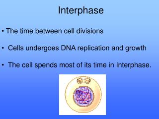 • The time between cell divisions • Cells undergoes DNA replication and growth