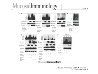 Mucosal Immunology (2014) 7 , 1312-1325; doi:10.1038/mi.2014.19
