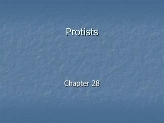 Protists