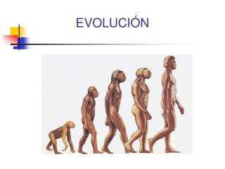 EVOLUCIÓN