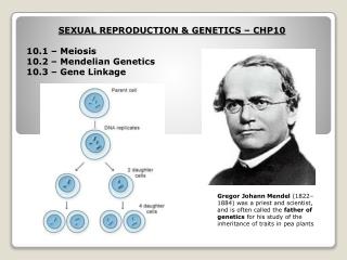 SEXUAL REPRODUCTION &amp; GENETICS – CHP10 10.1 – Meiosis 10.2 – Mendelian Genetics
